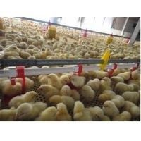 鶏の家禽の自動鍋供給システム ニップル飲むライン