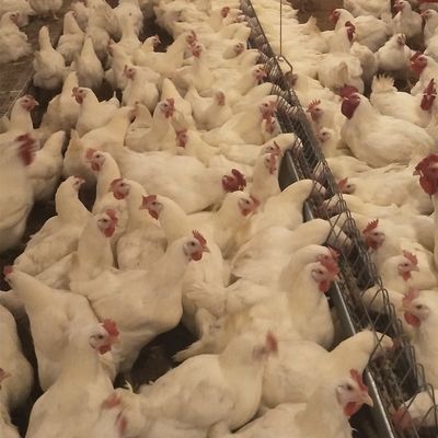 ニワトリ小屋の肉焼き器のための商業用家禽装置の地面の育成の繁殖動物システム