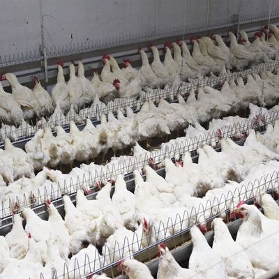 農機具の家禽鍋の供給システム自動に繁殖動物親鶏の飲むこと